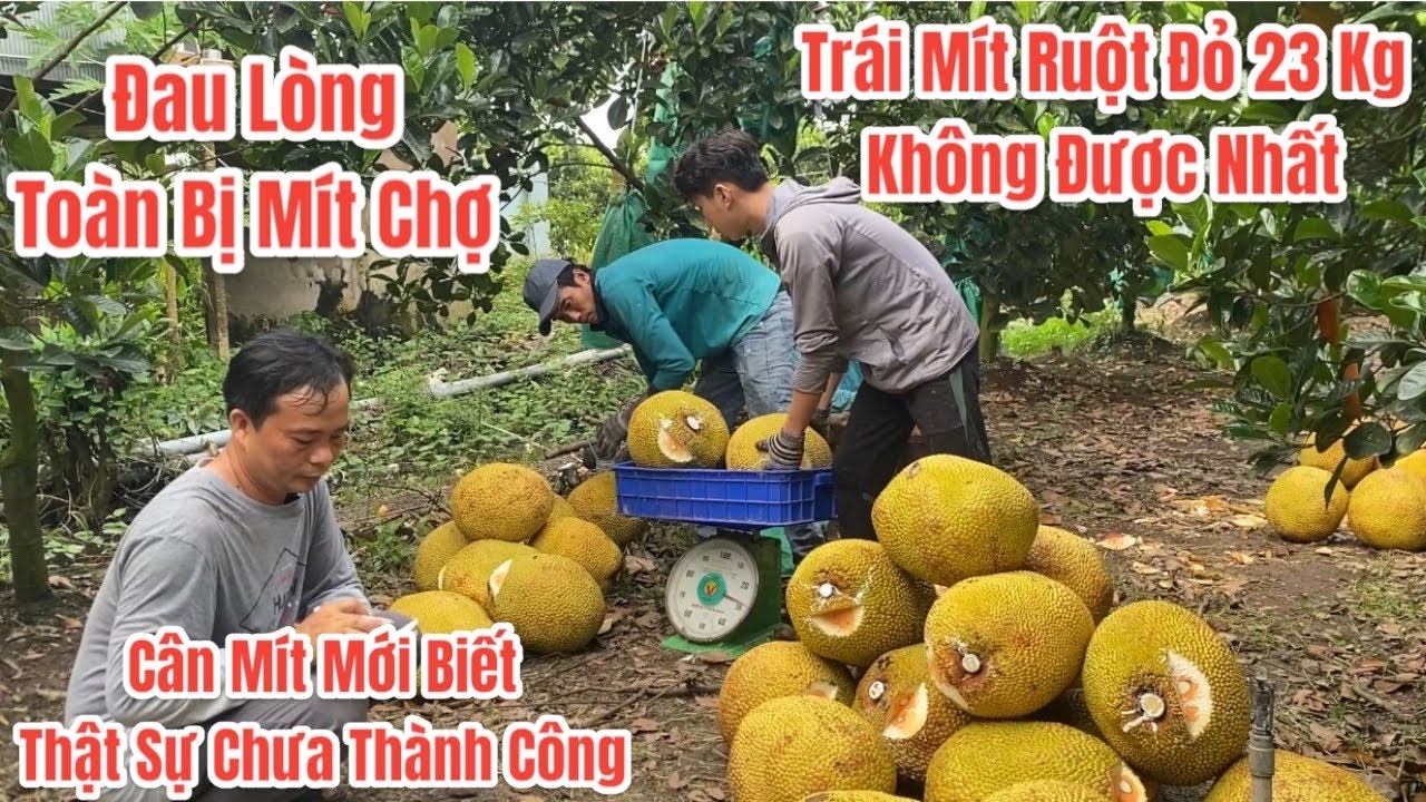 Thất Bại Rồi Thật Sự Thất Bại Rồi.! Trái Mít Ruột Đỏ 23 kg bị thói mào xuống mít chợ thật là buồn