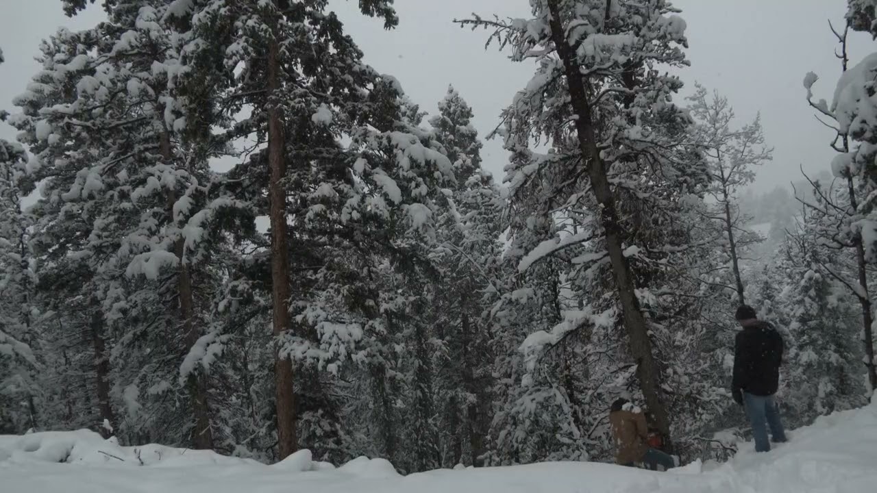 SnowTree