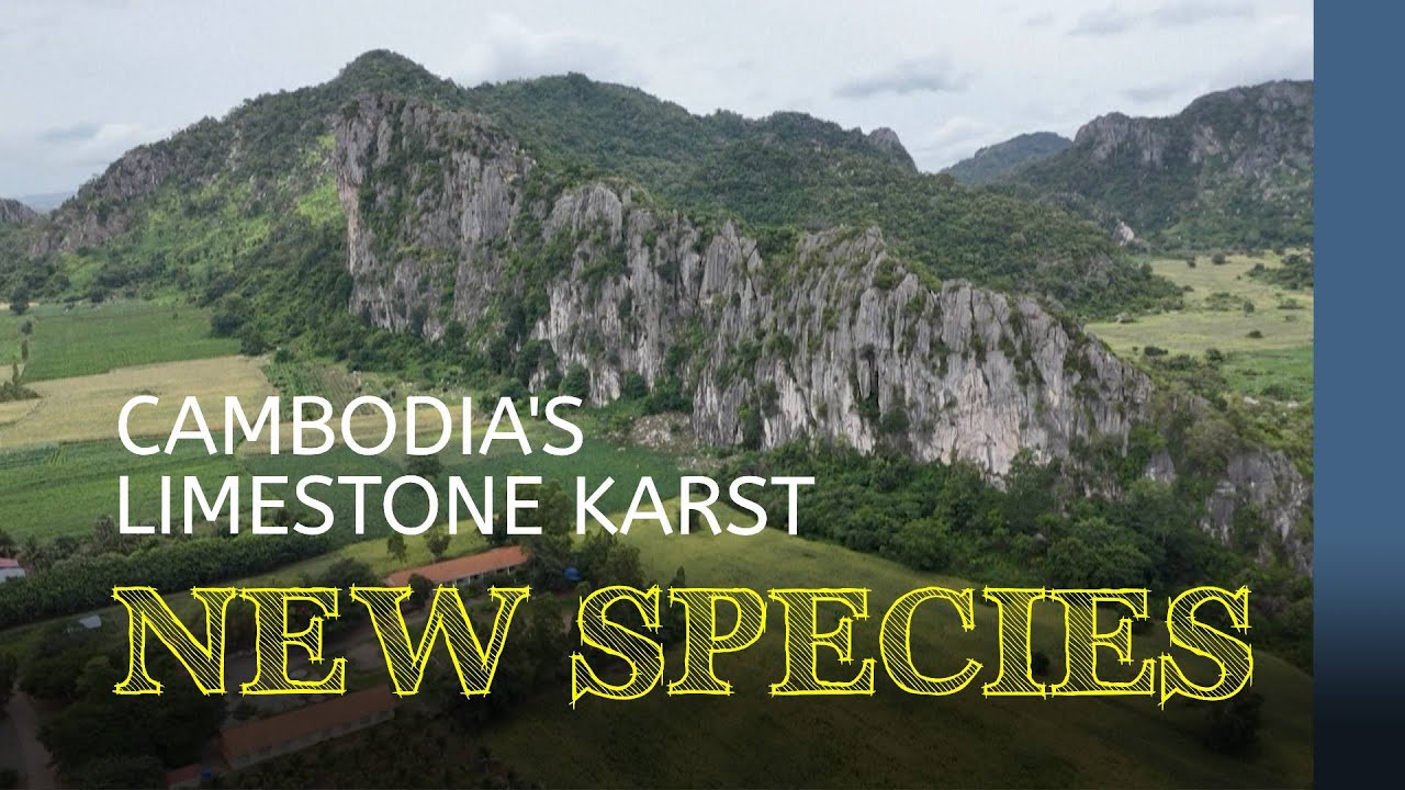 New species in limestone karst | Cambodia