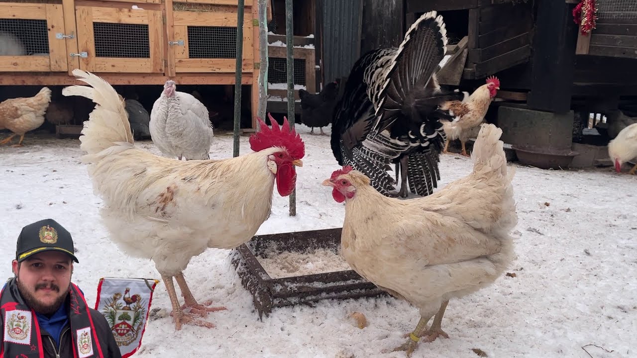 Hens-VLOGS :1208👑🐓
