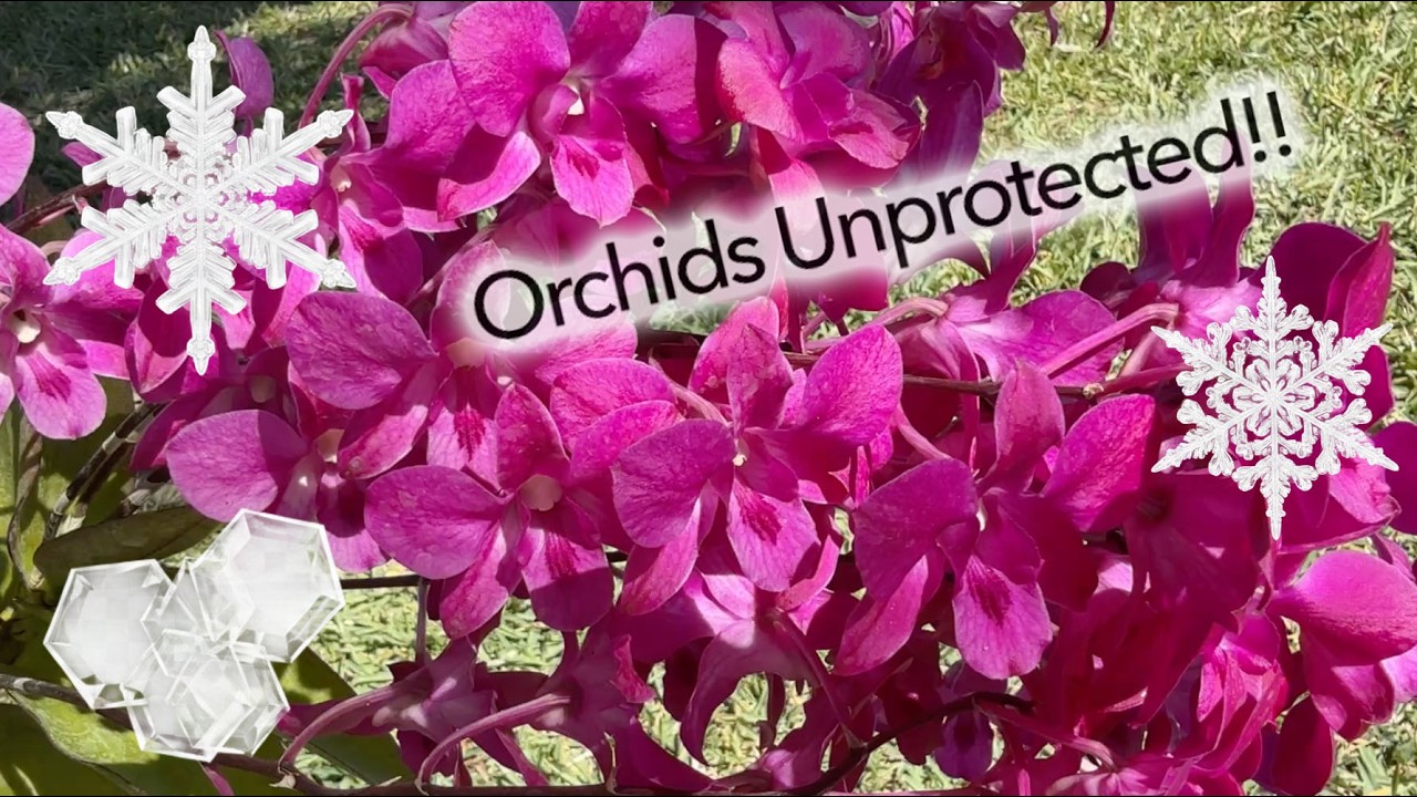 Orchids Unprotected!! (from the record cold)
