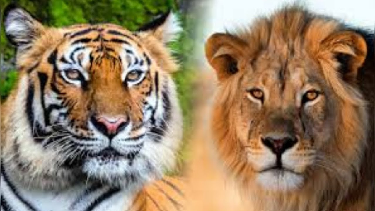 KUROTA INTARE CYANGWA INGWE MUNZOZI BISOBANUYE 