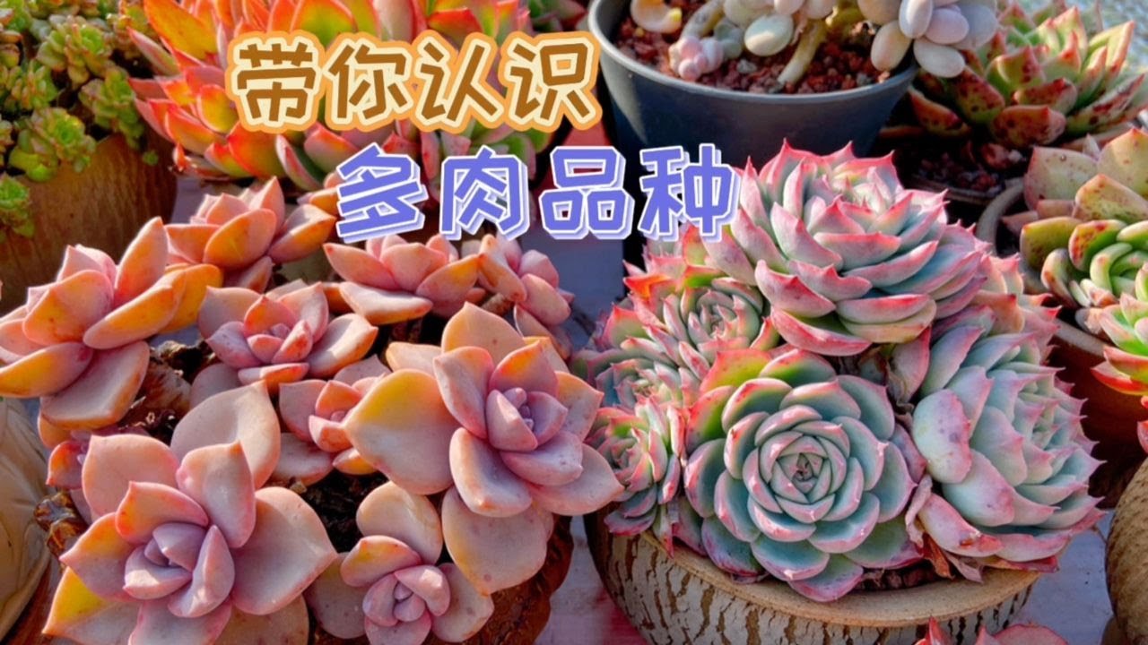 這些熟悉的多肉品種你都認識嗎？帶你認識普貨多肉品種！