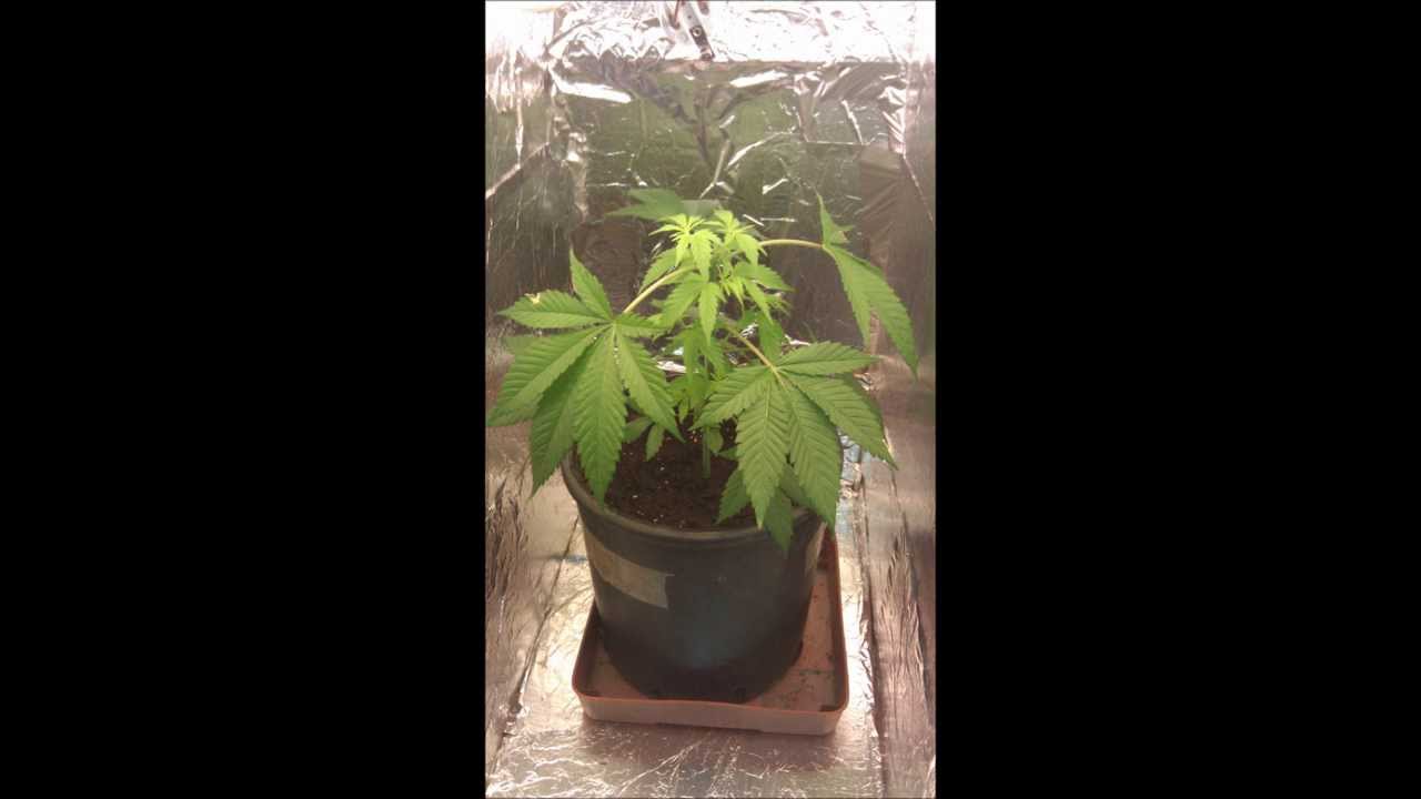 Cannabis Grow Report- 11 days flowering