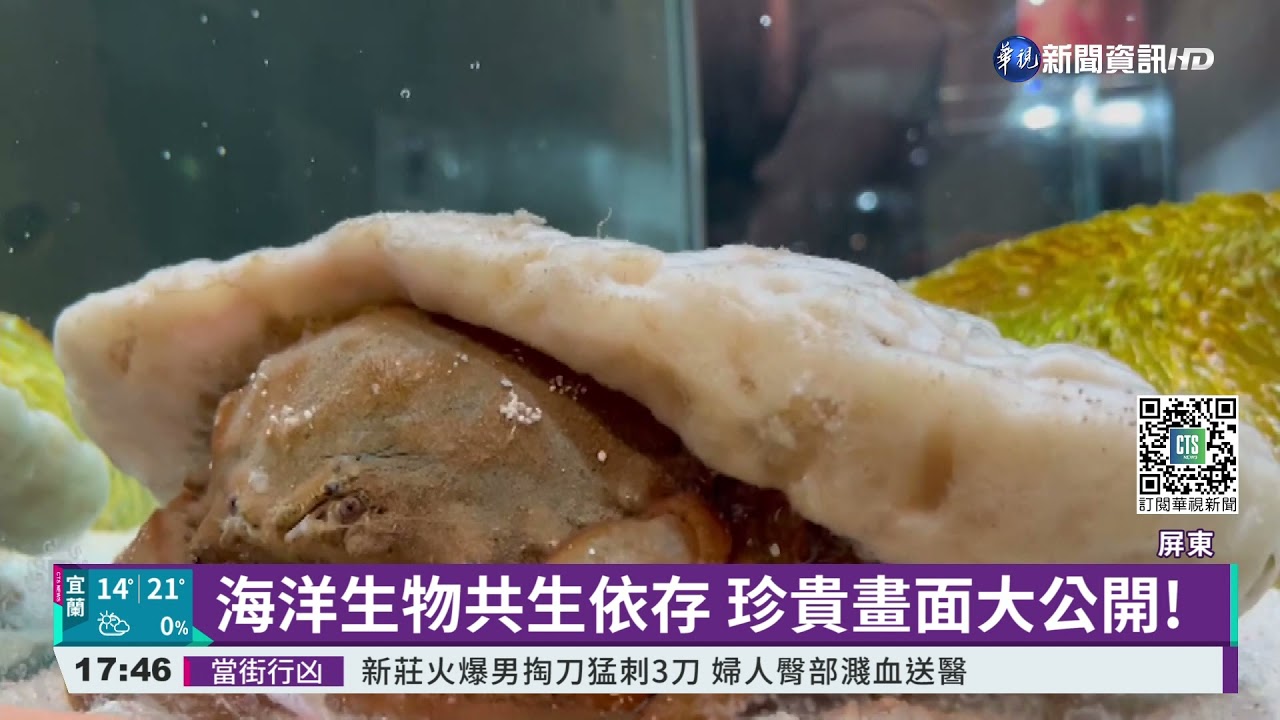 海洋生物共生依存 珍貴畫面大公開!｜華視新聞 20211110