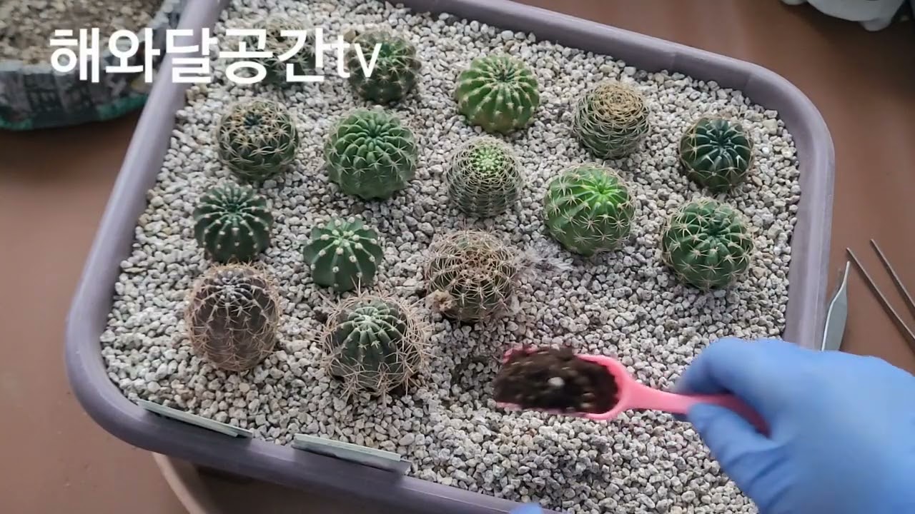 다 못한 식재 마무리✨️🐰🌹👌🩵💰🌵🌟