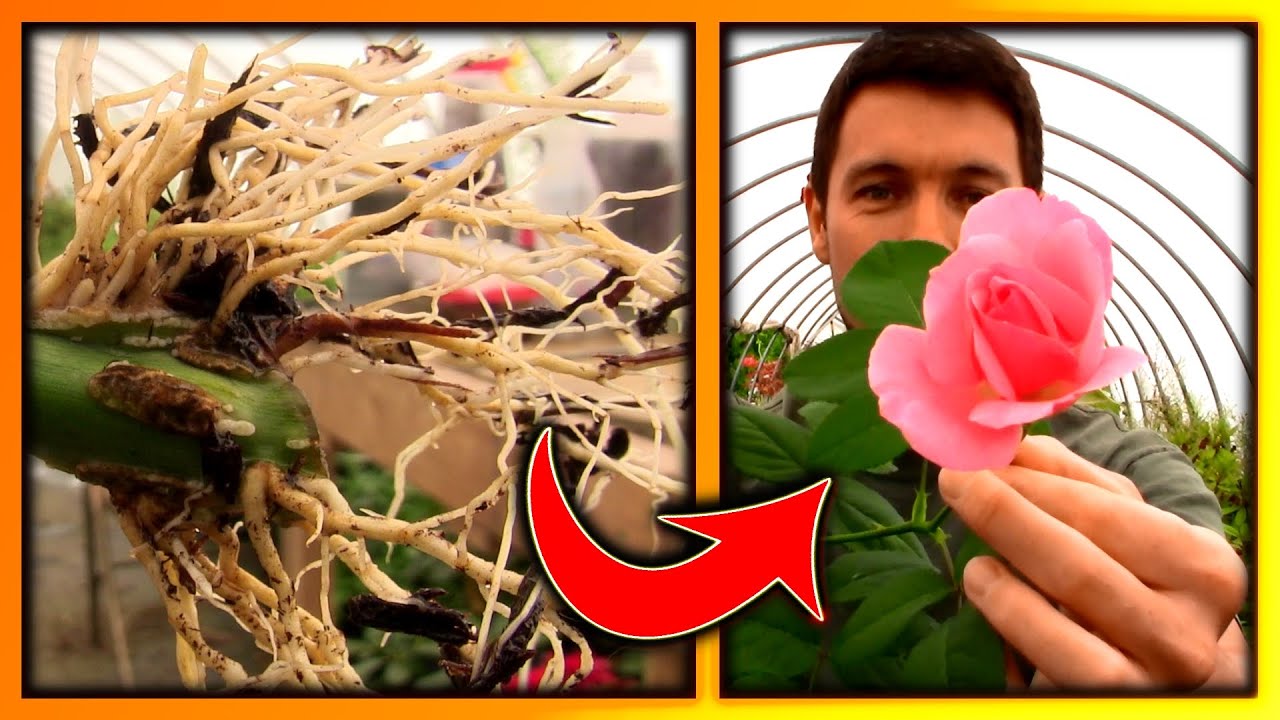 The Rose Cutting has Bloomed | How to Grow Roses from Rooted Cuttings and get them to Bloom