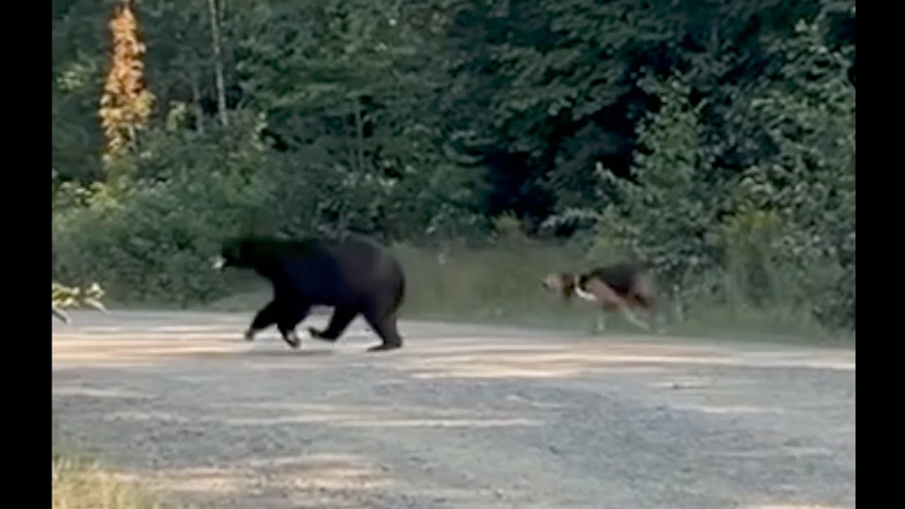 Training bear dogs | Guided hunts | MAINE