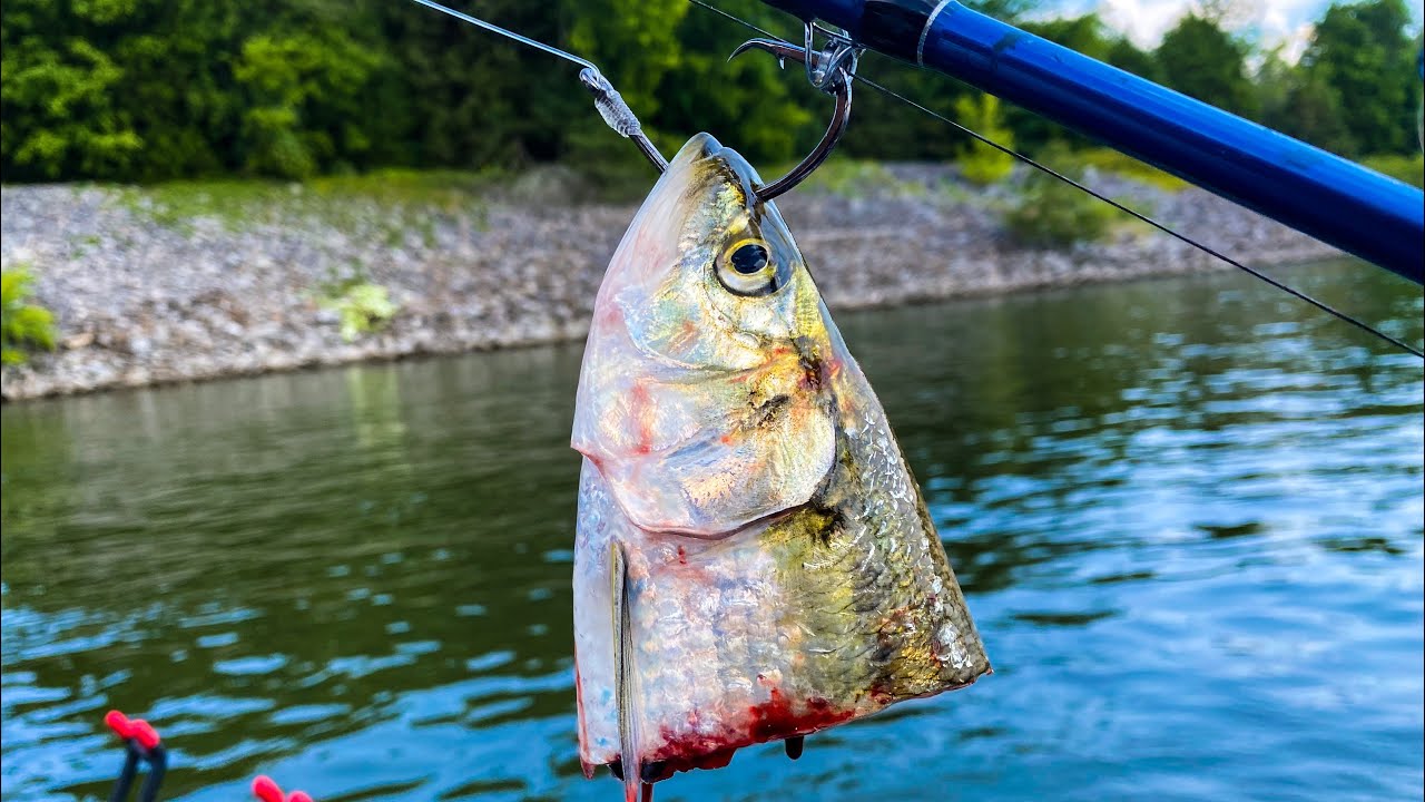How to Catch Loads of Catfish Below A Dam
