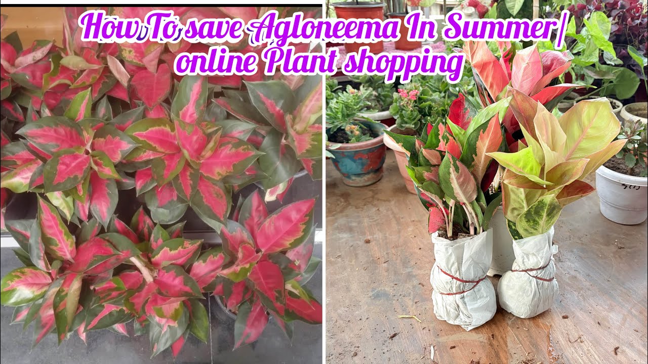 New Plant Shopping 🛍️ How To save Aglaonema 🪴summer मे agloaneema plant को कैसे बचाये 👍