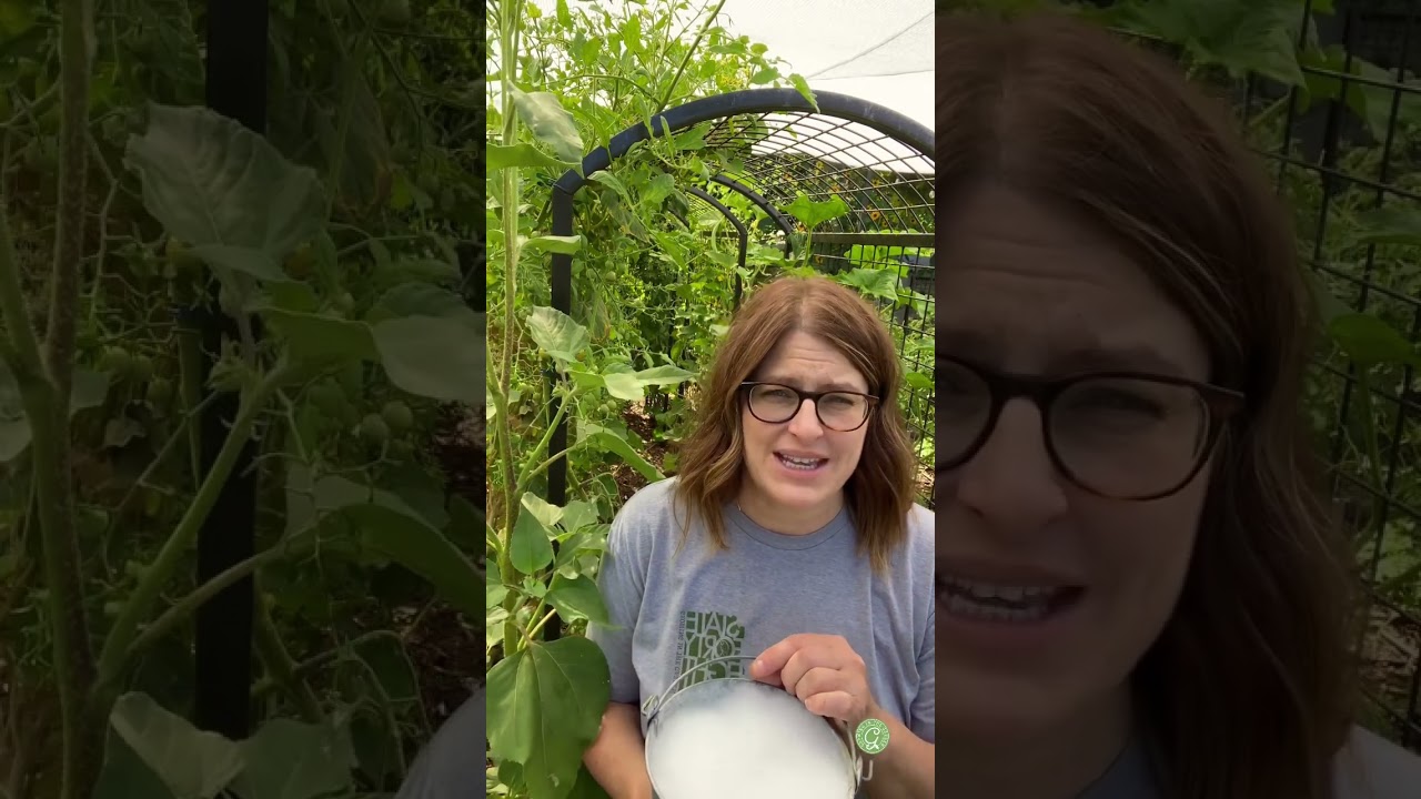 Best Way to Kill Squash Bugs & Cucumber Beetles