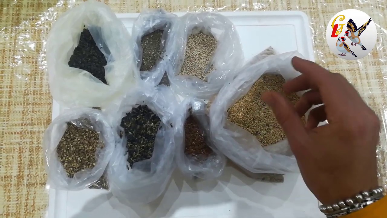 إصنع بنفسك  خلطة البذور التي تقدم للحسون في الشتاء ومعضم أوقات السنة