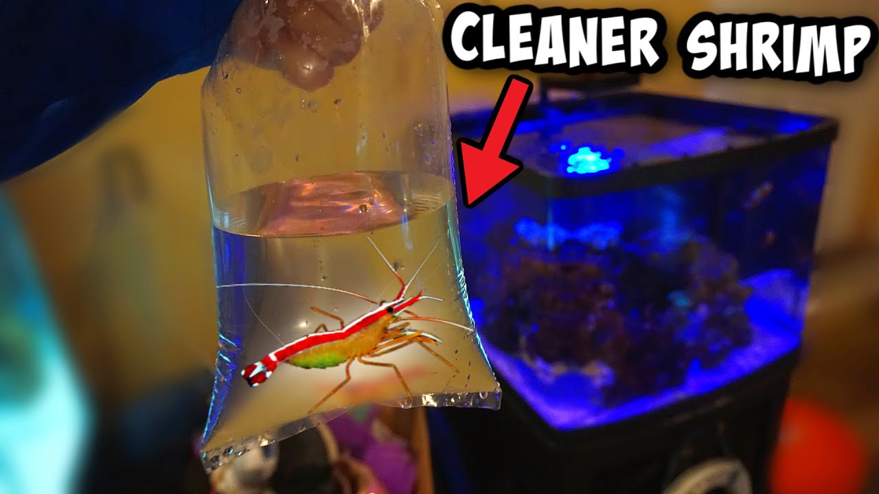 My NEW *CLEANER* SHRIMP For SALTWATER Aquarium