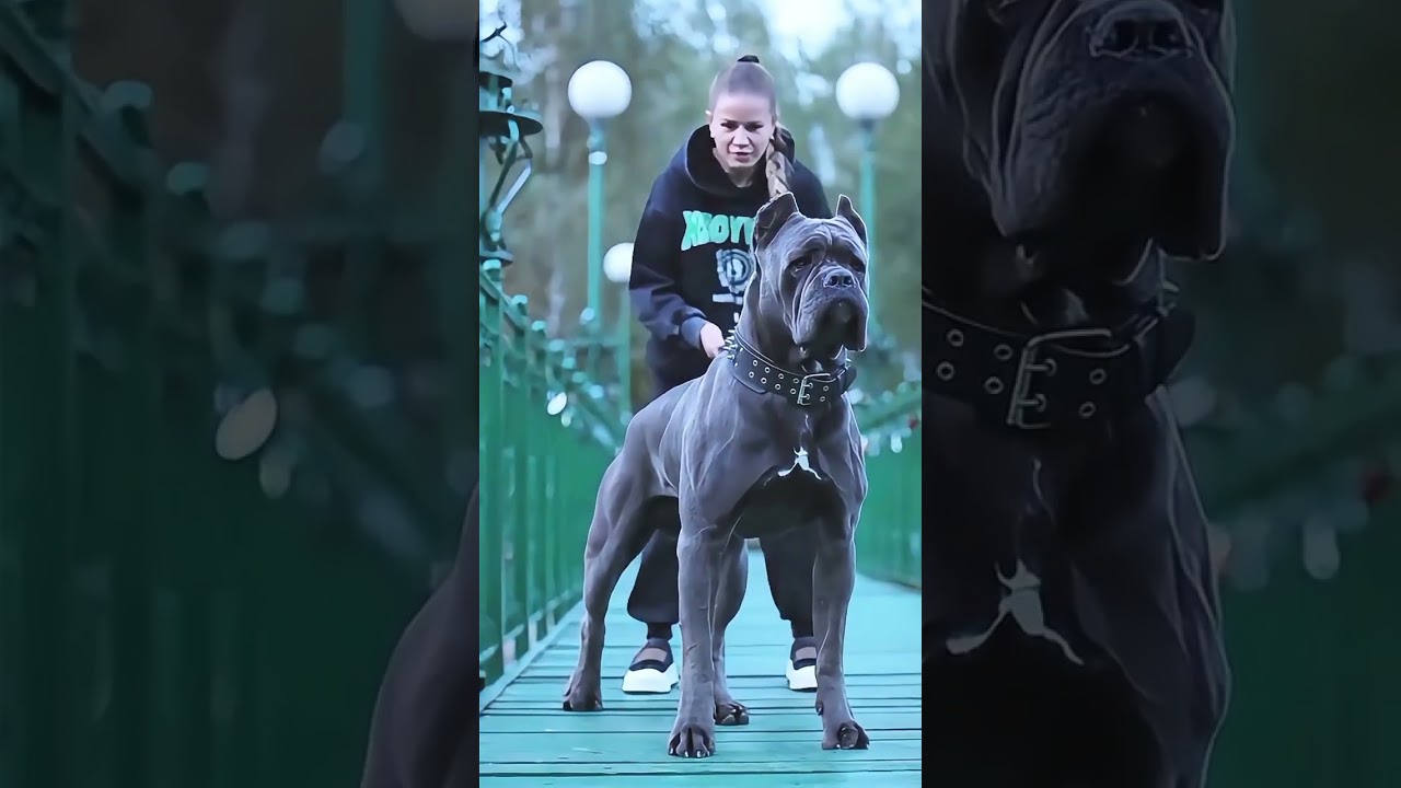 MONTAGEM COMA VIRAL SOUND ON YOUTUBE #dog #puppy #dogcoach #dogtraining #TYPEDOG #viral #fyp