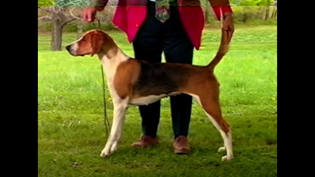American Foxhound - AKC Dog breed series