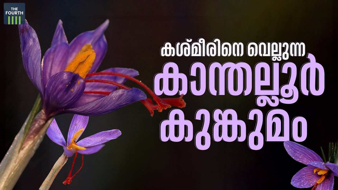 കശ്മീരിനെ വെല്ലുന്ന കാന്തല്ലൂര്‍ കുങ്കുമം  | Saffron Flower | Kanthalloor
