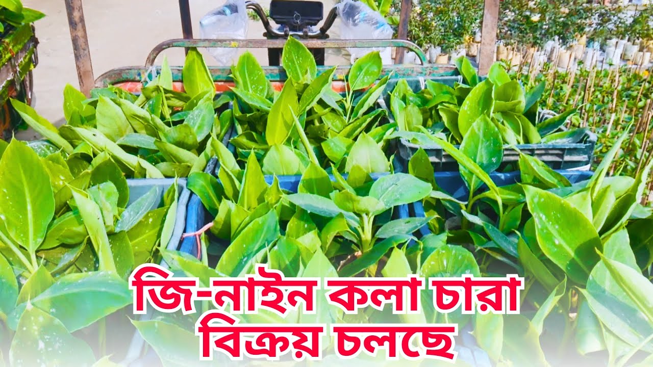 টিস্যু কালচার জি নাইন কলা চারা বিক্রি চলছে | নাশিক প্লান্ট এন্ড পট