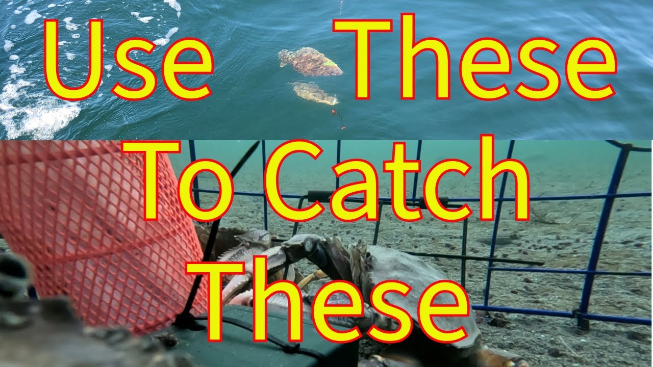 Using cut bait for crab | Stabicraft on the Sound