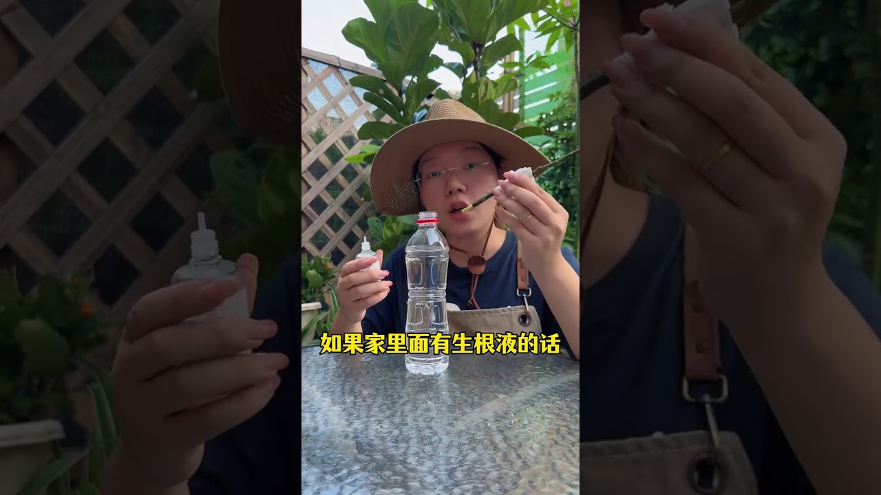 柑橘還能這樣扦插成活，新手小白也能輕鬆扦插成活 #柑橘#檸檬#橘子樹#柑橘樹的種植技巧 #種植小技巧