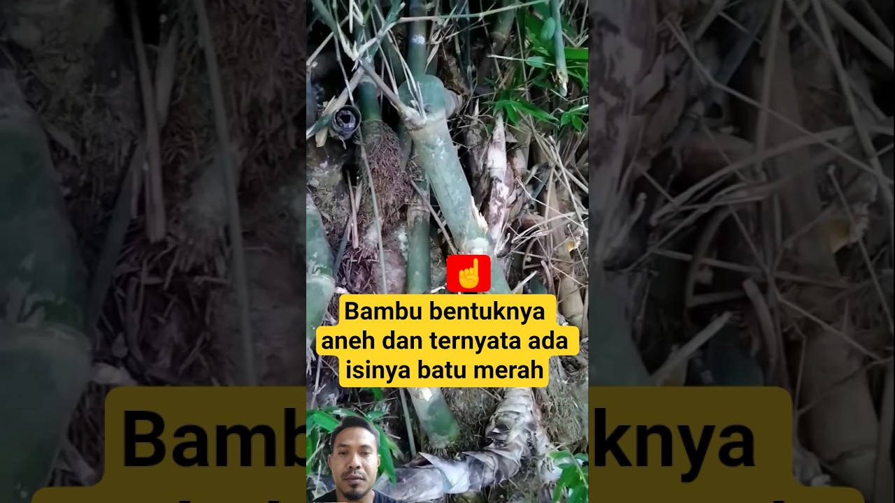 bambu ada jimatnya #feedshorts #bambupetuk #jimat #shortvideo #mistis