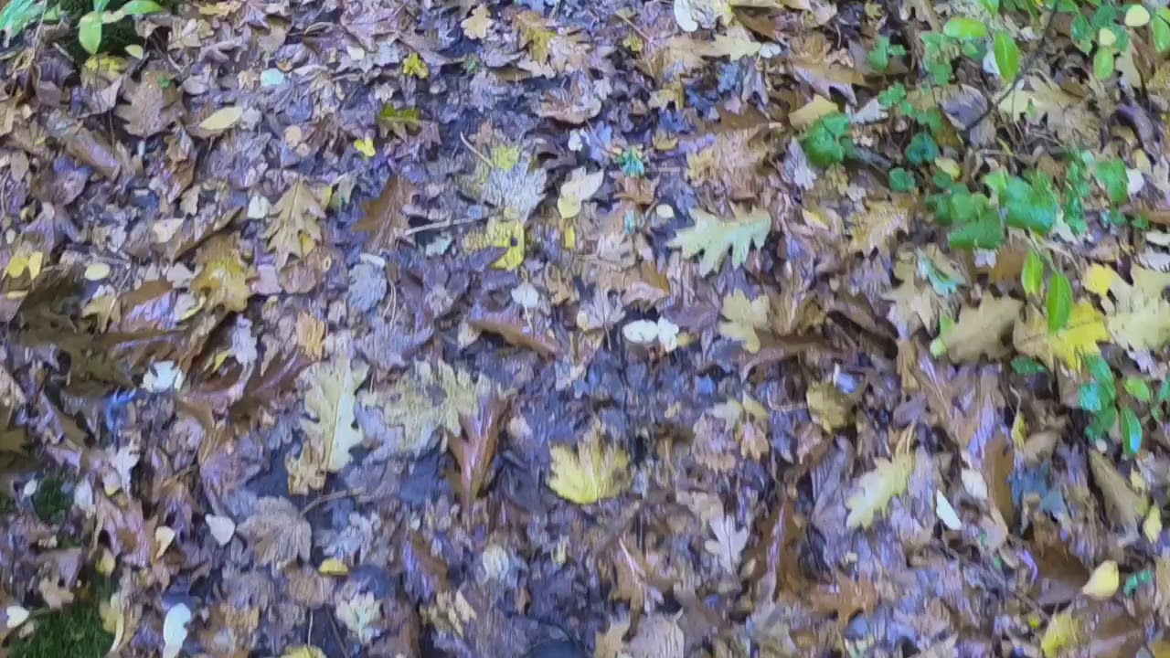 Schoorlse Duinen Boomplanterstocht (groene route)