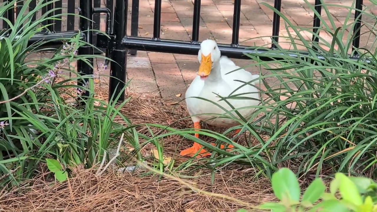 Mallard Duck Hops Brick Wall & Pekin Duck Wanders Under Fence by Swan Boats at Lake Eola Park! 