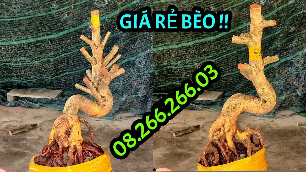 Giá Rẻ Bèo !! Ngày 9/3 📲0826626603 AN. Phôi mai Lắc Quái, đủ dáng Bonsai, đế Vip Đặc. @AnChoGao 