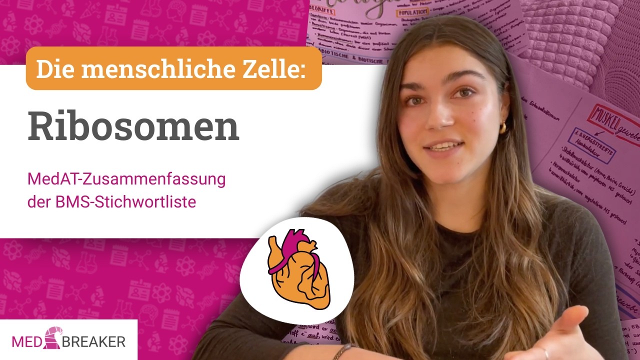 Ribosomen - Organellen der menschlichen Zelle | MedAT-Zusammenfassung der BMS-Stichwortliste