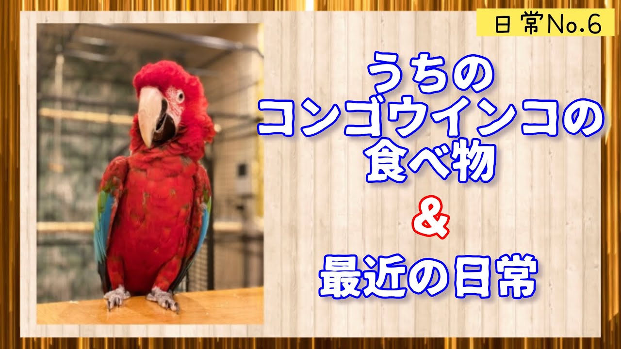 【大型インコの食事紹介】こんぱまる名古屋店のベニコンゴウの雛と遊ぶ　その他日常No.6