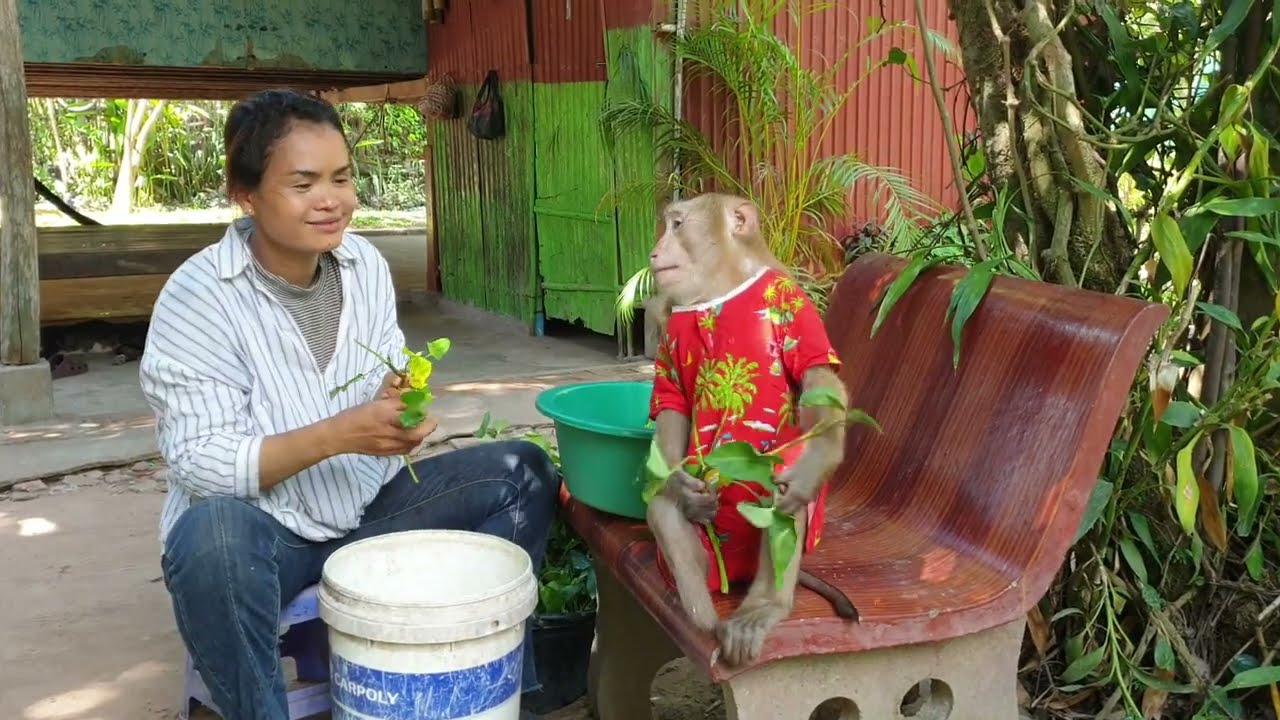 Adorable Monkey Koko Enjoy To Eating Rice With Mom