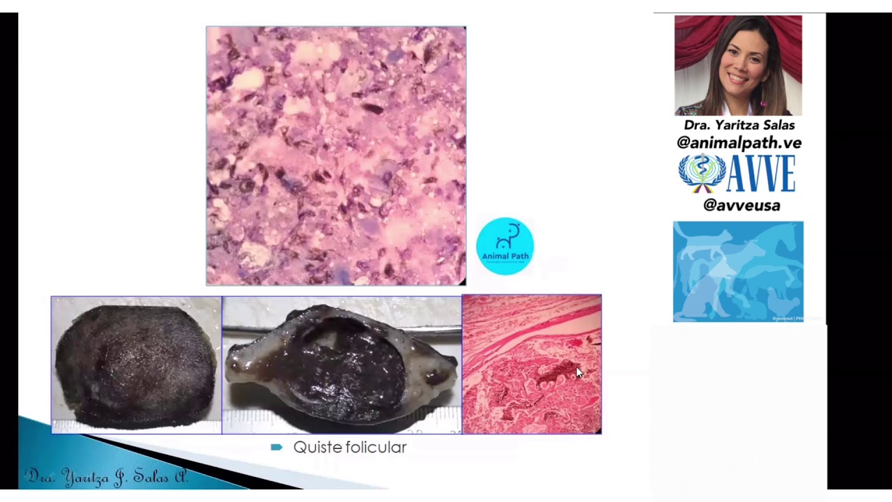 : “Algoritmo diagnóstico en citología veterinaria” Dra. Yaritza Salas.