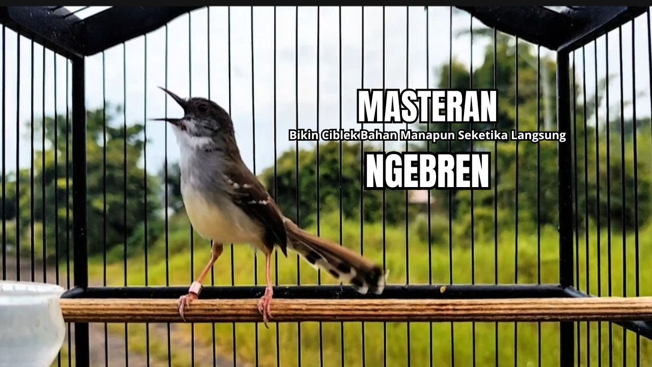 suara burung CIBLEK GACOR NGEBREN Pancingan Ciblek Semi bahan jadikan ciblek kristal gacor Tarung
