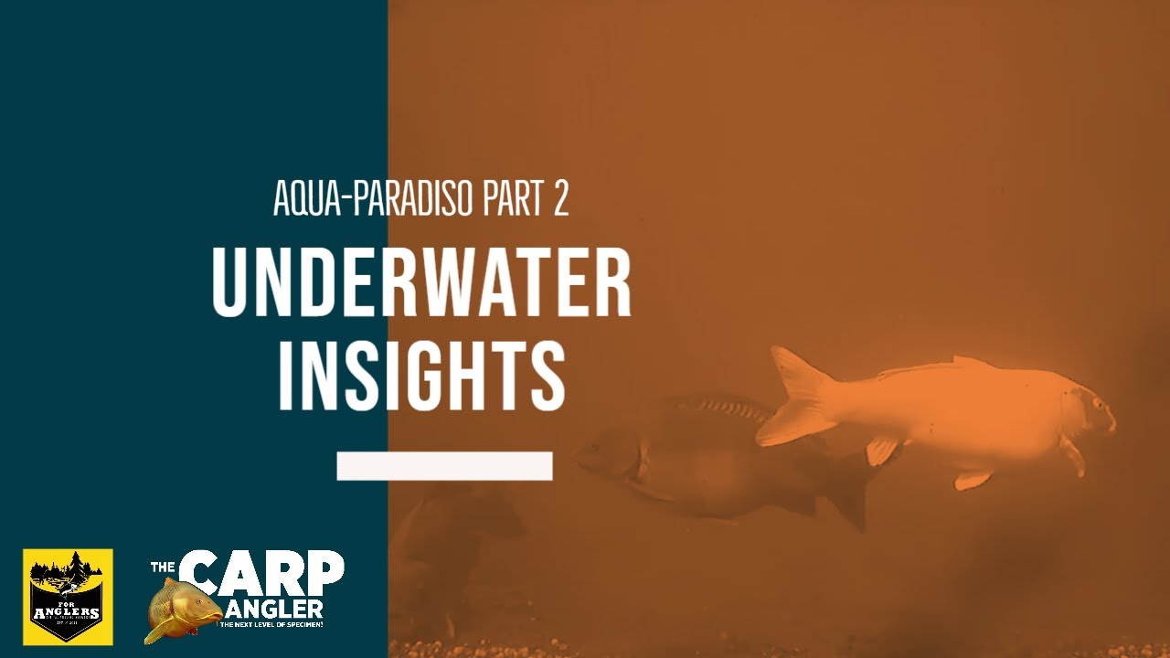 Underwater Insights 2 -  The Fish Come In