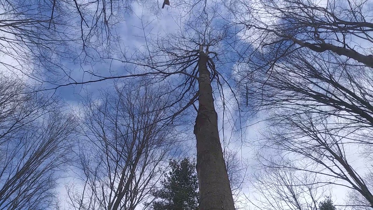 Tree ID: Sugar Maple in the Winter