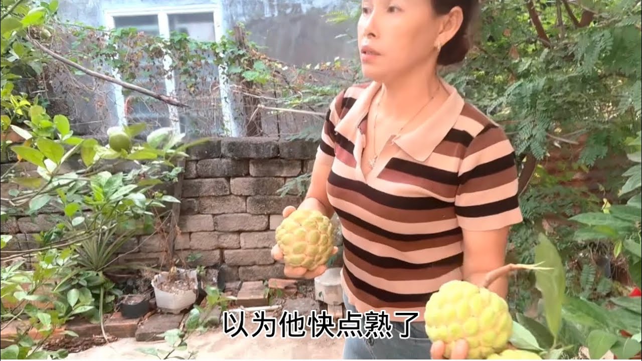 外婆带小宝穿衣服，前几天还闹不停，今天超配合，和妈妈在院子里摘了好多大果子，满满幸福感，#录外婆的带娃日常