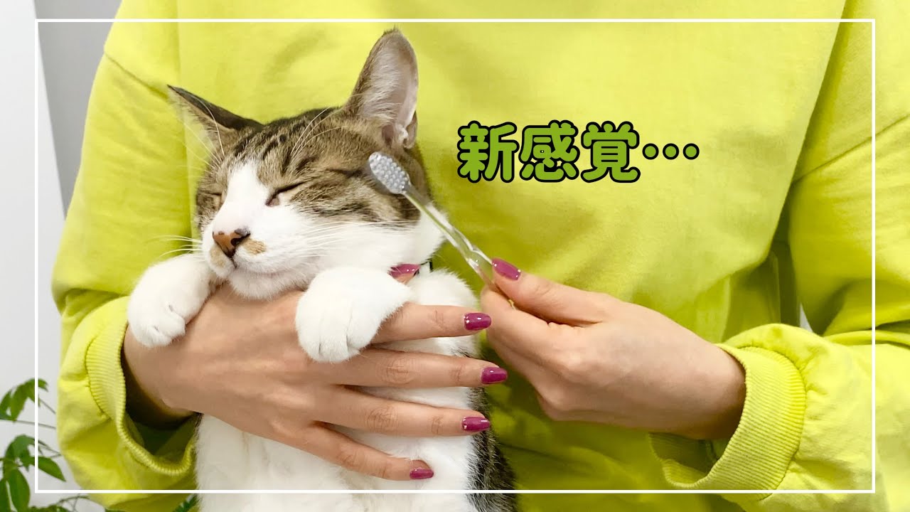 キジ白猫にマッサージを歯ブラシでしてみた時の反応がこちらです【4K猫動画】