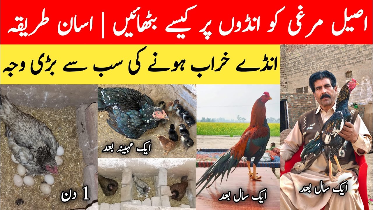 Murghi Ko Andon Par Bithane Ka Sahi Tarika | 100% Chicks Nikalne Ka Asan Formula