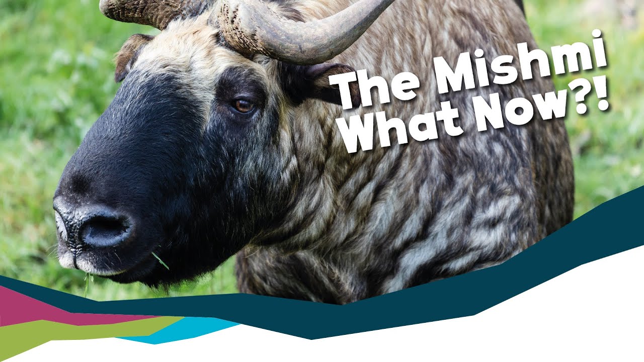 The Mishmi Takin - Facts About This Weird Creature [Paignton Zoo]