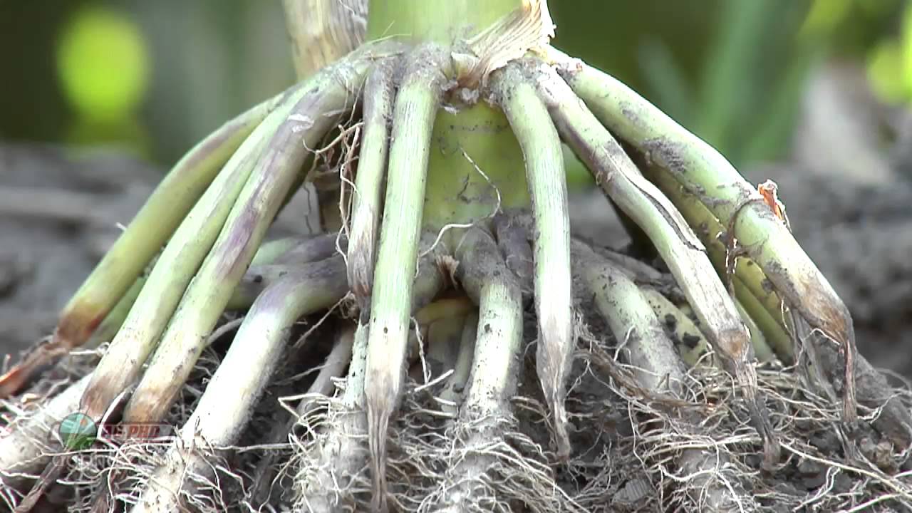 Farm Basics #784 - Planting Depth (Air Date 4/14/13)