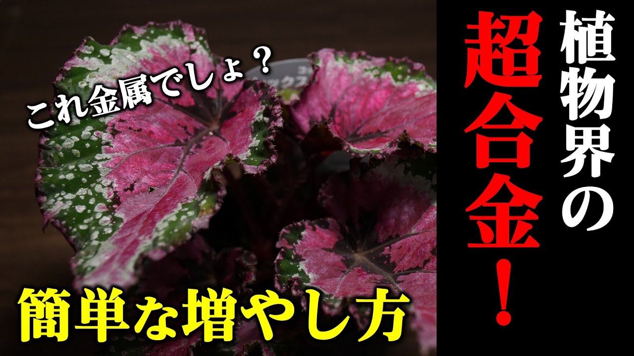 【知らなきゃ損！】極美レックスベゴニアの増やし方【観葉植物の植え替え】