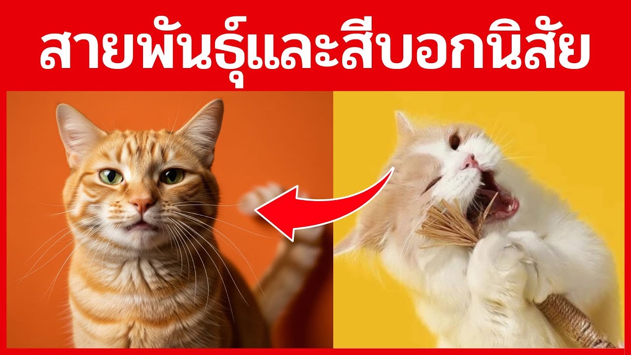 แมวแต่ละสายพันธุ์มีนิสัยแตกต่างกันไหม? : ทำไมสีส้มถึงแสบกว่าสีอื่น