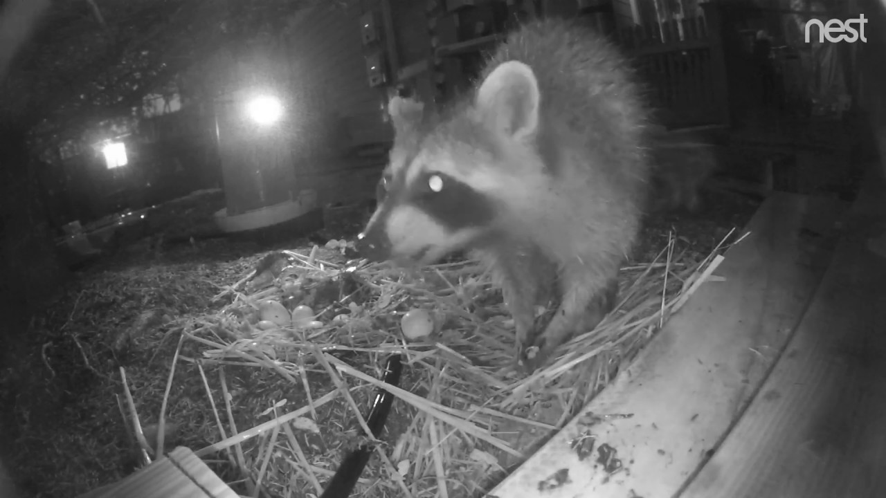 Raccoon Attacks Duck Nest, Eats 10/12 eggs, Somerville, MA