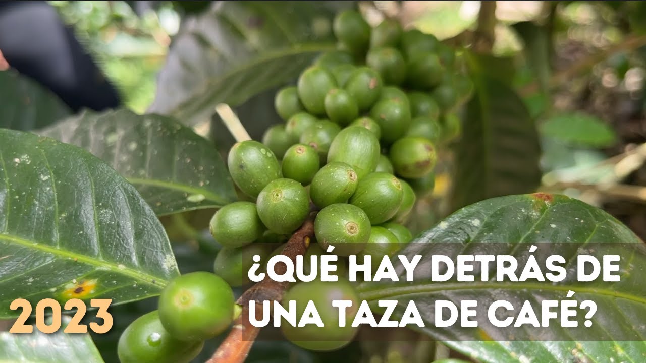 Cómo se cultiva el café el café en Venezuela 2/2