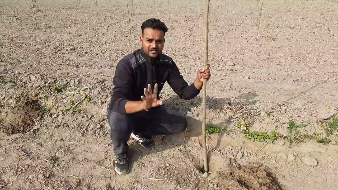 Poplar लगाने की सही विधि जिसमे हो जाये 3 साल में तैयार @sharmapoplarnursery