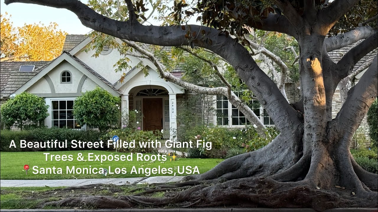	Walking Into a Peaceful Santa Monica،Los Angeles  Street with Giant Fig Trees.
