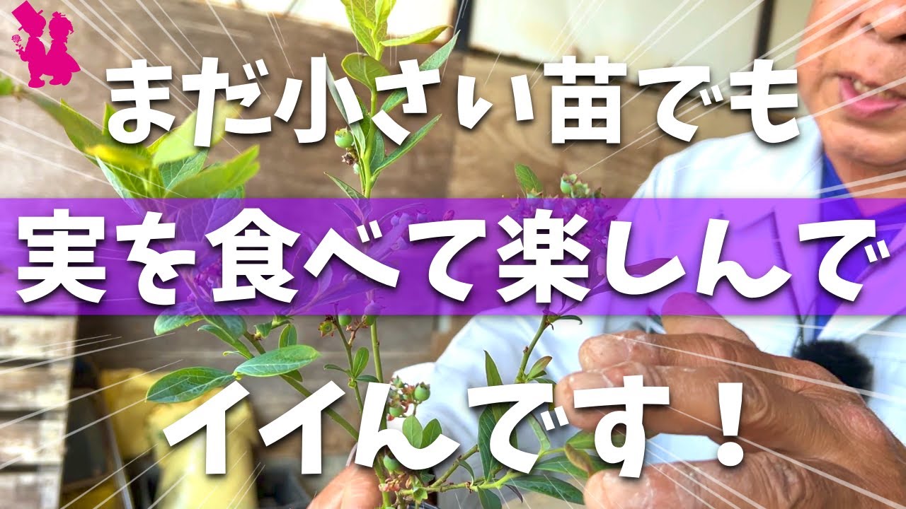 【ブルーベリー】小苗でも実を付けて楽しみませんか？/ピンクレモネードの着果状況