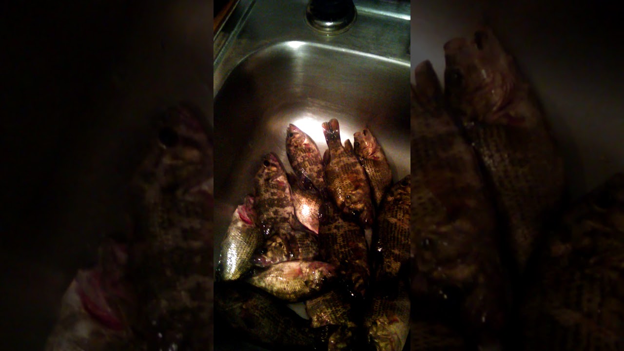 Eating rock bass for the bills game