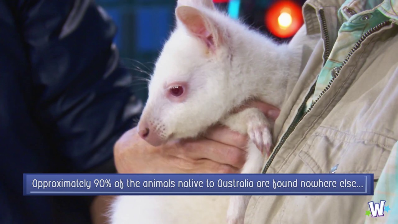 Wonderama | The Cutest Baby Wallaby Ever