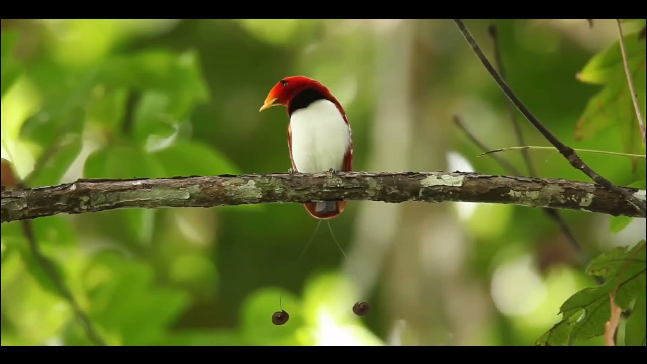 Beautiful Birds