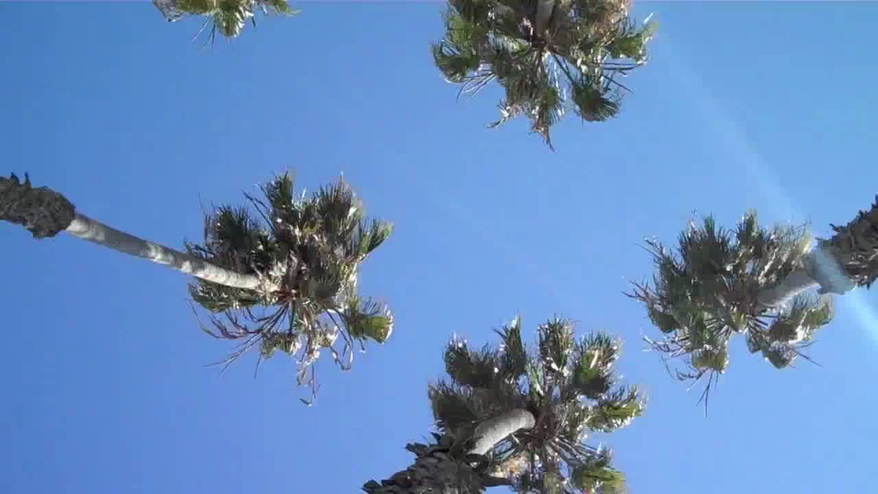 Santa Barbara Palm Trees